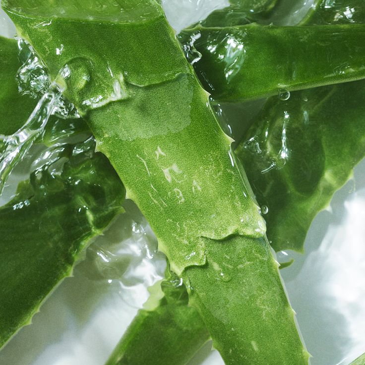 Aloe vera é o ingrediente natural que tá dominando pele, cabelo e feed