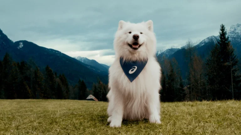 Quando Bem-Estar Vira Experiência Compartilhada com Pets