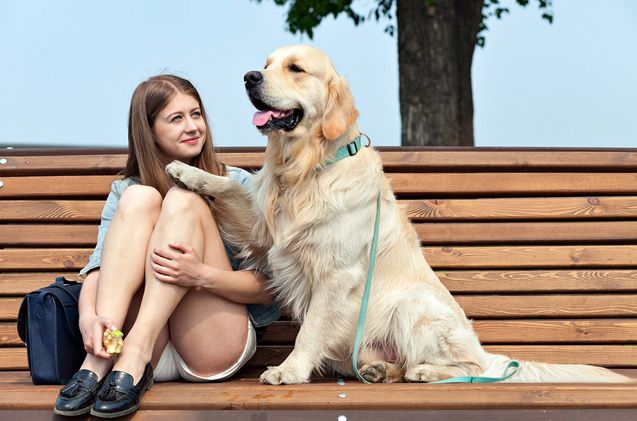 Cães de serviço identificam quedas de glicose e ajudam a prevenir emergências em diabéticos