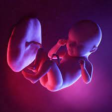 Placenta Power: proteína que promete regenerar a medula espinhal