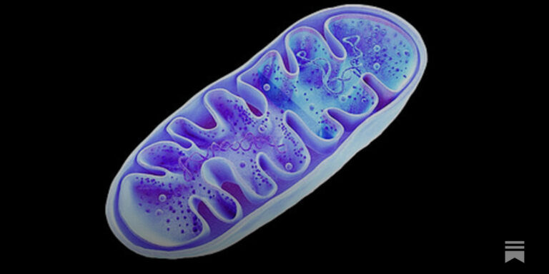 FDA aprova pela primeira vez um peptídeo que age diretamente nas mitocôndrias