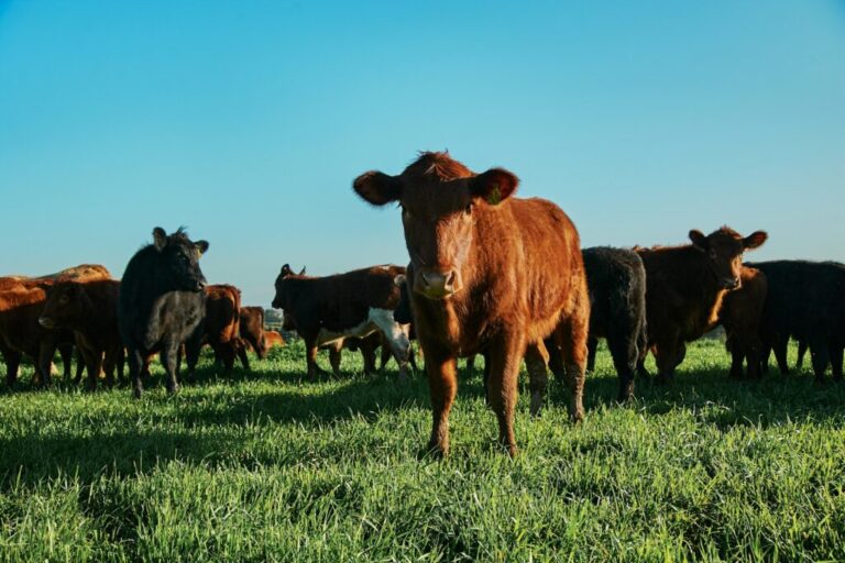A carne regenerativa está redesenhando a economia da proteína — e elevando o padrão do que vai ao prato