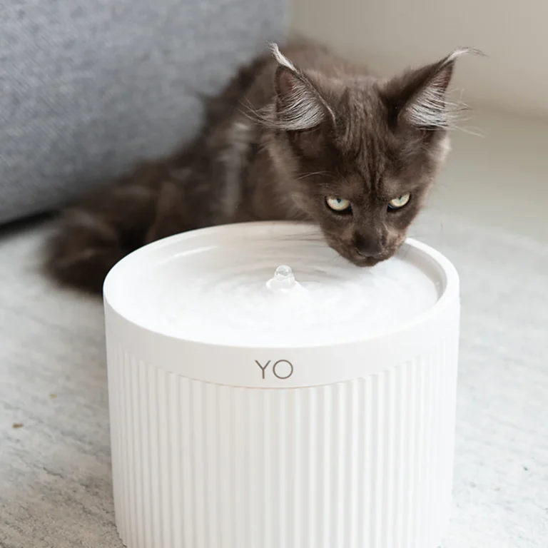 A aposta milionária que saiu do mercado financeiro para criar um universo para gatos