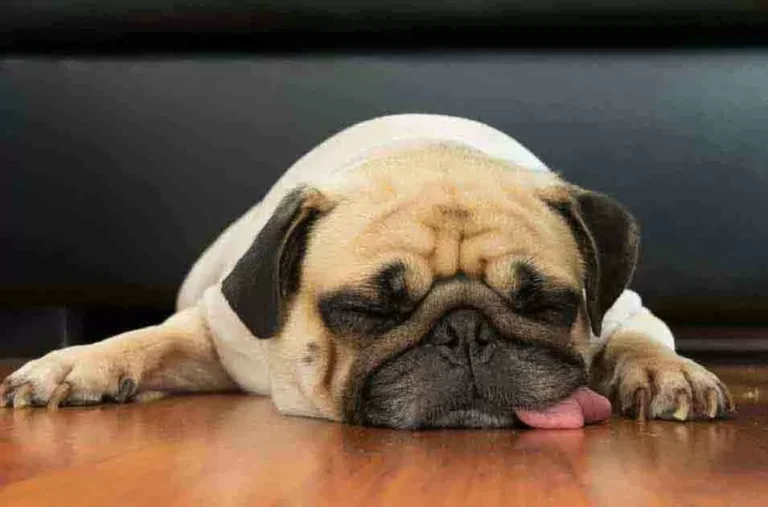 Como fazer primeiros socorros nos seus pets em situações de emergência