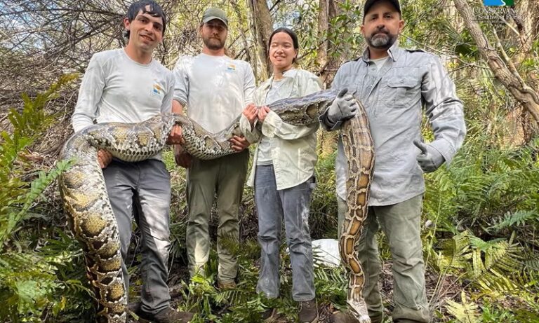 Cientistas descobrem que sangue de cobra pode ajudar a tratar obesidade