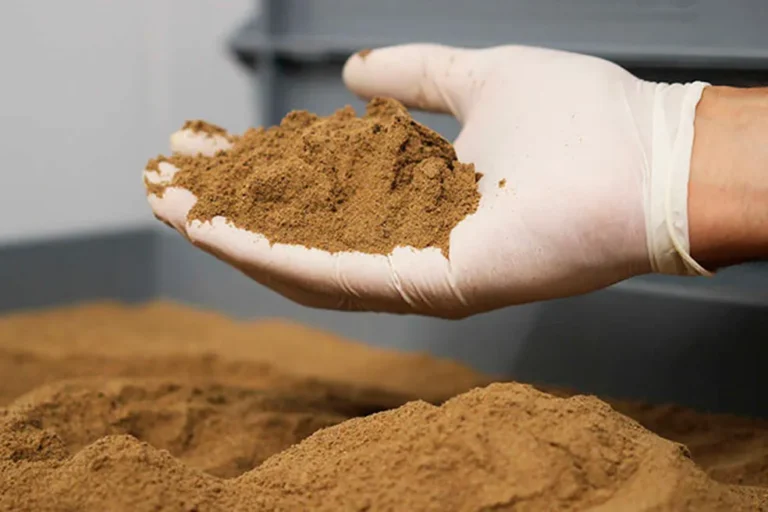 Farinha de grilo pode se tornar o novo whey protein?