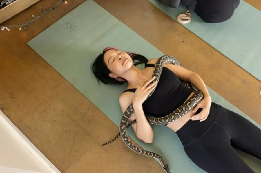 Está surgindo uma nova tendência nos EUA de fazer yoga com cobras