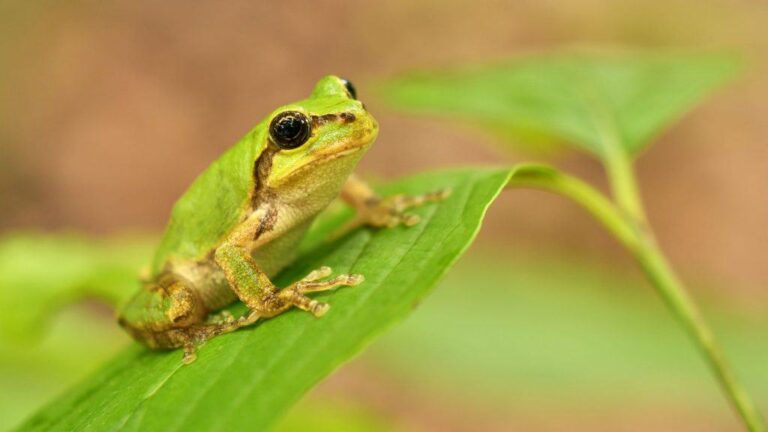 Cientistas japoneses descobrem bactéria de sapo que elimina o câncer