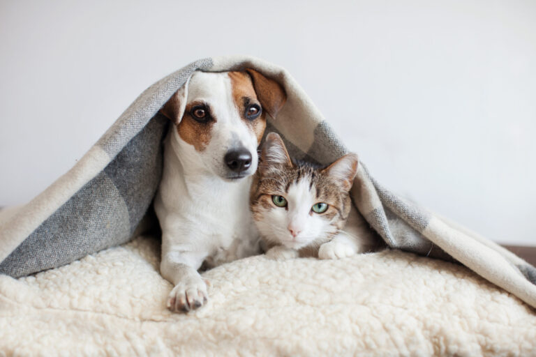 Donos de PETS estão gastando com luz vermelha e peptídeos para animais viverem mais 