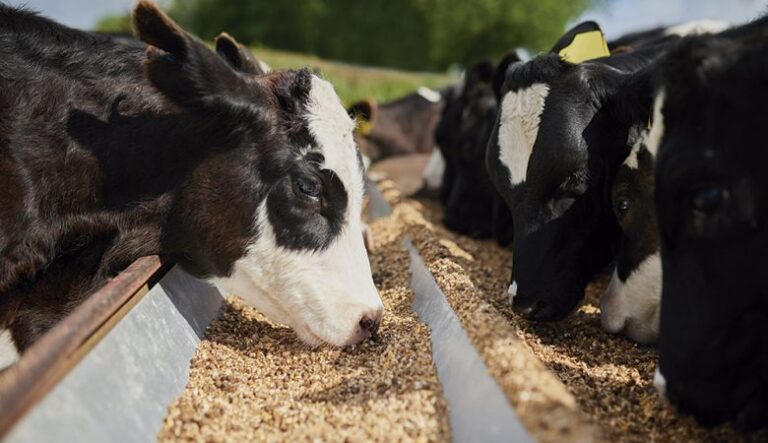 Brasil e União Europeia selam parceria para revolucionar nutrição animal