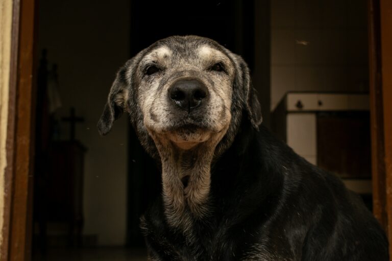 O cachorro virou o atalho mais promissor da indústria da longevidade