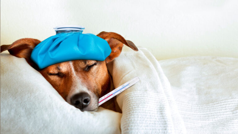 Pets podem desenvolver câncer e outras doenças graves por conta de fumo passivo