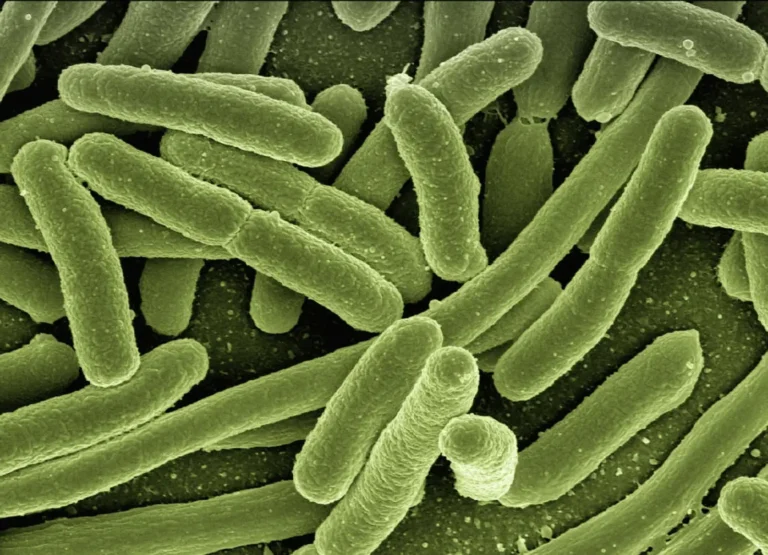 Novo estudo relaciona as bactérias intestinais com o ritmo de envelhecimento do cérebro
