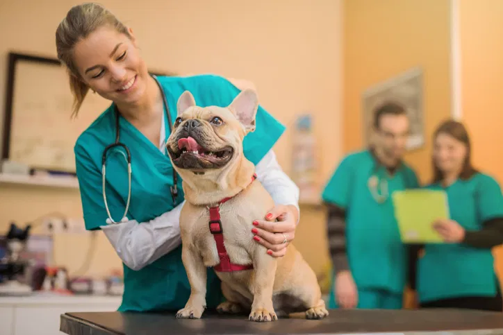 Projeto de lei quer deixar você abater gastos com a saúde do pet no Imposto de Renda